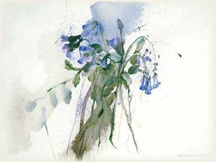 bluebell pic